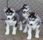 Kryt� siberian husky �t���tka Pes