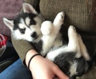 �t��at sibi�sk�ch husky