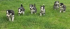 Sibi�sk� husky �tenata Na prodej