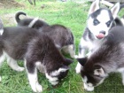 �tieniatk� sib�rsk� Husky