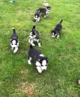 �tieniatk� sib�rsk� Husky