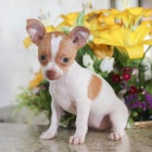 kr�sn� �ivava �t��ata pro adopci.male a fena