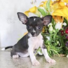 kr�sn� �ivava �t��ata pro adopci.male a fena