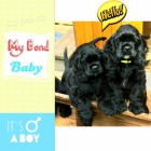 Americk� kokr�pan�l