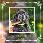 Americk� kokr�pan�l