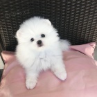 �t��ata pomeraniana