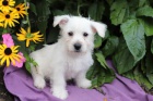 West Highland White Terrier