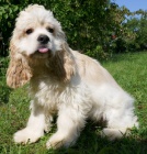 Americk� kokr�pan�l k dispozici �t��ata pro mu�e a �eny.