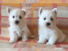 West Highland Terrier chlapec a d�vka hledaj� nov� domovy.