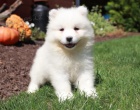 Dobrodrun Samoyed