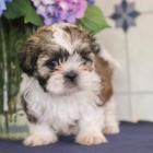 kr�sn� samce a samice �t��at shihtzu k adopci