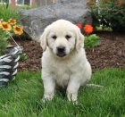 Nyn� m�te k dispozici. P�ijm�te sv� kr�sn� a hrav� �t��ata zlat�ho retr�vra samce a samice