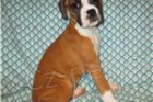 kr�sn� n�dhern� �t���tka boxer� pro adopci ji� byla o�kov�na a m� rodokmen