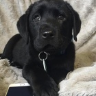 �t��ata labradorsk�ho retr�vra k dispozici k adopci, kr�sn� a hrav�