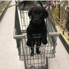 �t��ata labradorsk�ho retr�vra k dispozici k adopci, kr�sn� a hrav�