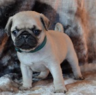 Mops �t��ata