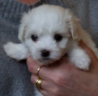 Maltsk� �t��ata na prodej