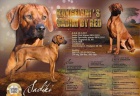 Rhodesian Ridgeback- �t���tka