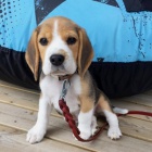 kr�sn� samec a samice beagle �t��ata k adopci
