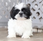 Prijmite teraz. N�dhern� a hrav� �teniatka samcov a sam�c shih tzu s� k dispoz�cii na adopciu