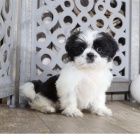 Prijmite teraz. N�dhern� a hrav� �teniatka samcov a sam�c shih tzu s� k dispoz�cii na adopciu