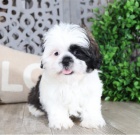 Prijmite teraz. N�dhern� a hrav� �teniatka samcov a sam�c shih tzu s� k dispoz�cii na adopciu