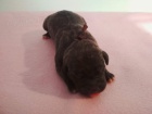 �t��ata americk�ho pitbulteri�ra s PP