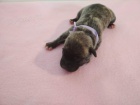 �t��ata americk�ho pitbulteri�ra s PP