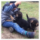 �t��ata n�meck�ho ov��ka k dispozici k adopci, rozd�v�me kv�li na�emu p��sn�mu harmonogramu.