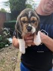 krsn beagle tata