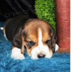 02 tat beagle zdarma k adopci!