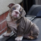 Anglick� buldok �t�n� k dispozici