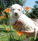 adoptivn� �t���tka p��telsk� a hrav� adoptivn� �t���tka p��telsk� a hrav� argentinsk� doga