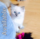 Ko�ata Ragdoll pro dobr� domov
