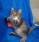 Ko�ata Mainsk� m�val�