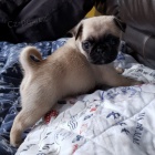 Mops �t��ata pro dobr� domovy