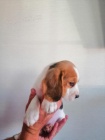 Dv� �t��ata Beagle