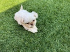 Kr�sn� �t���tka Shih-tzu