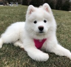 Samojed �t��ata K dispozici Pro p�ijet�