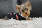 Fene�ka Yorkshire Terrier Mini s PP