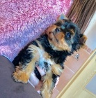 Jork��rsk� terier pejsek s PP