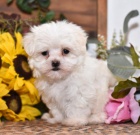 kr�sn� maltsk� �t���tka 