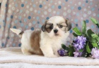 Laskav srdce Shih Tzu