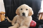 zlat� retreiver PUPS 