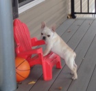 �istokrevn� buldok francouzsk� �t��ata hledaj�c� nov� domov s mikro�ipem a rodokmenem jsou 3 m�s�ce star� s rodi�em tak� za d�rek