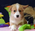 vkr�sn� �istokrevn� �t��ata Pembroke corgi Pes a fena K dispozici hled�me nov� domov s mikro�ipem a rodokmenem jsou 3 m�s�ce star� s rodi�i tak� za d�rek ... E-mail ::::: brandonmba10@gmail.com