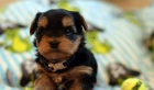 Miniature Yorkshire Terrier Puppies