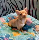 �IVAVA s PP - fenky