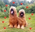 BRIARD - plav ttka