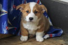 kr�sn� �istokrevn� �t��ata Pembroke corgi Pes a fena K dispozici hled�me nov� domov s mikro�ipem a rodokmenem jsou 3 m�s�ce star� s rodi�i tak� za d�rek ... E-mail ::::: brandonmba10@gmail.com